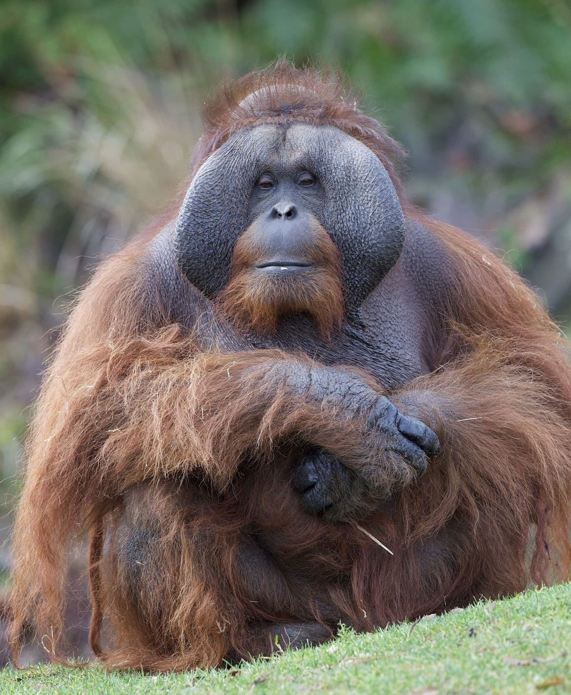 Large male orangutan
